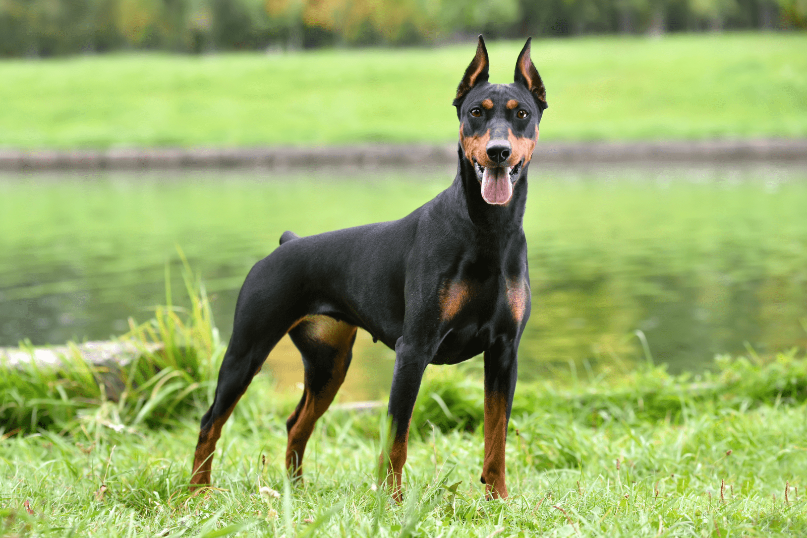 German Pinscher is standing on the grass