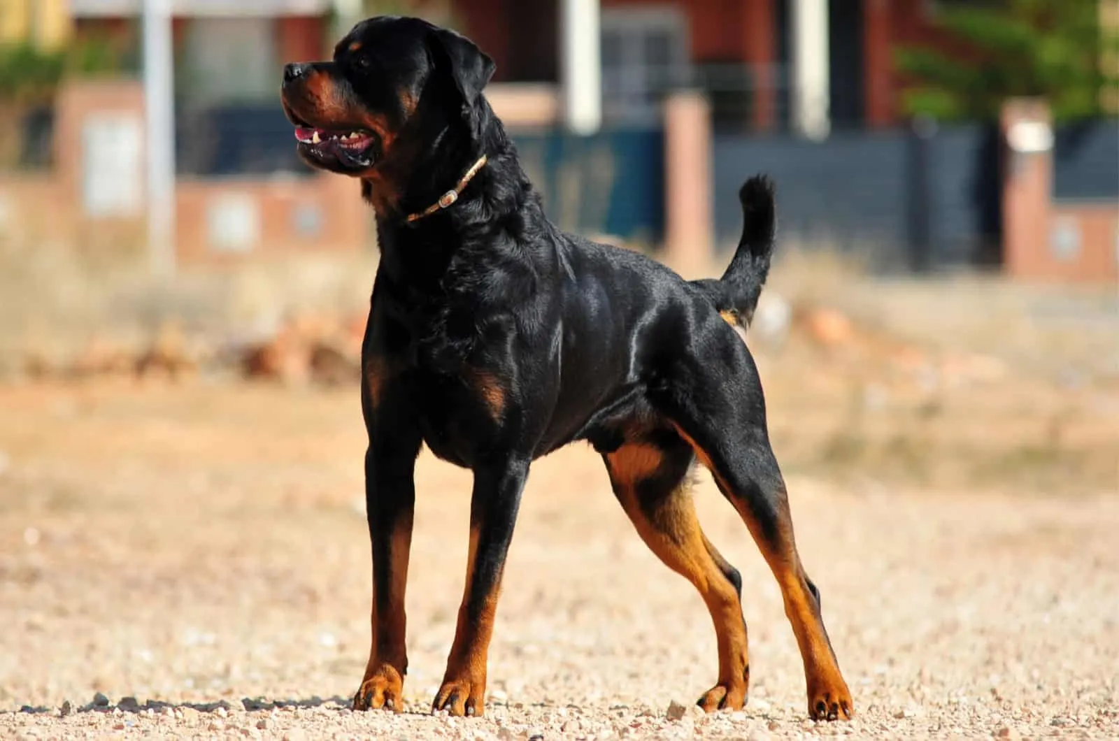 are there 2 different types of rottweilers