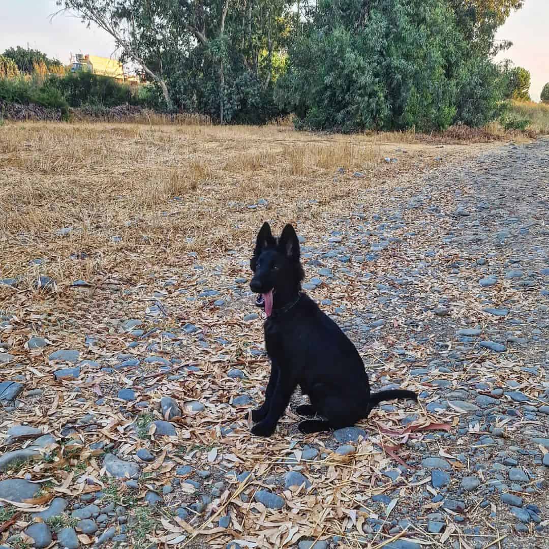 German Shepherds puppy sitting in the autumn park