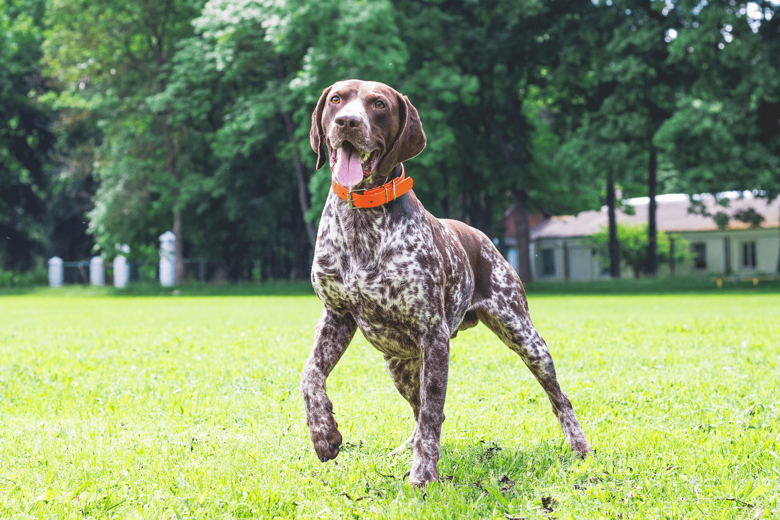 German Shorthaired Pointer standing in a field