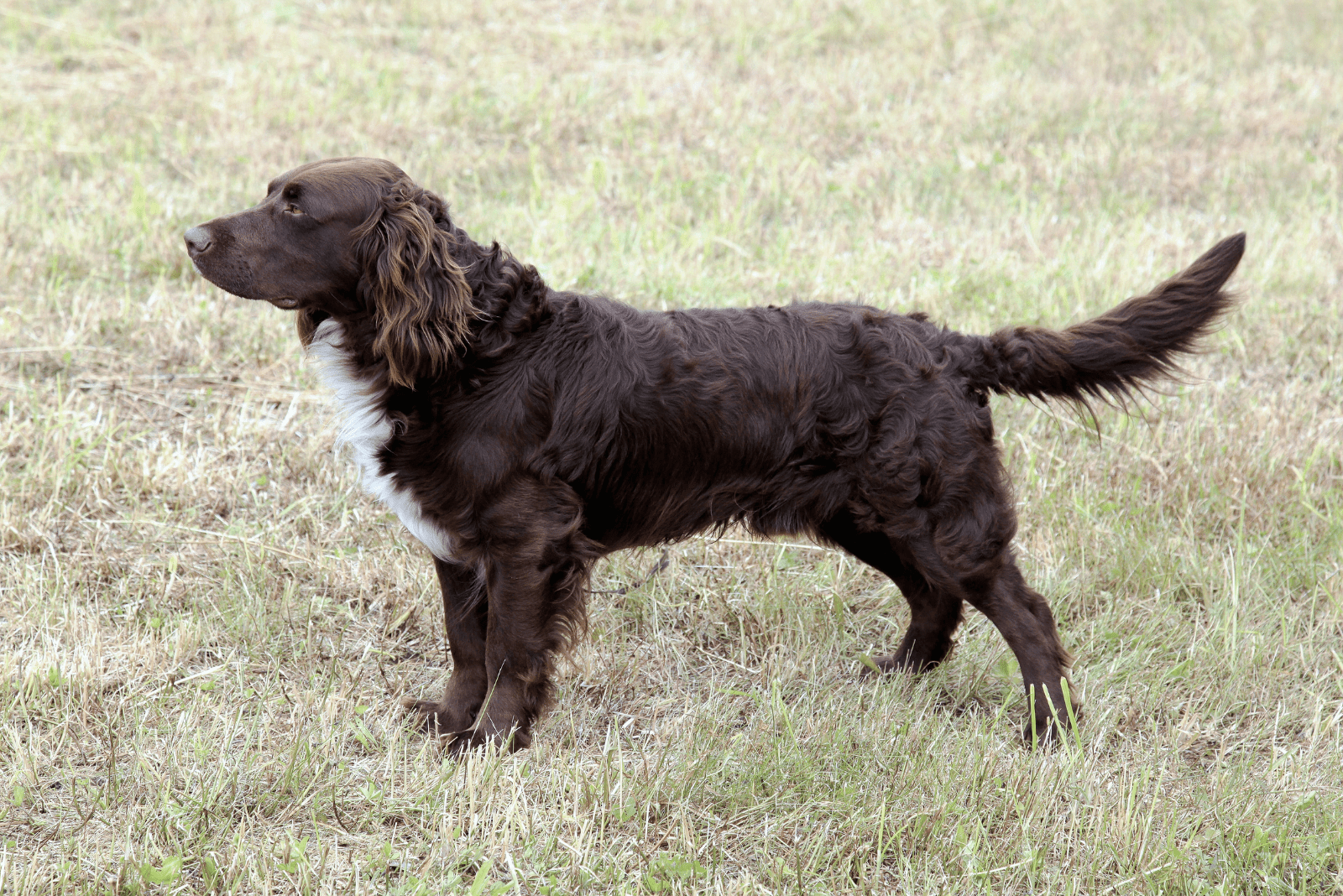 German Spaniel standing in a meadow