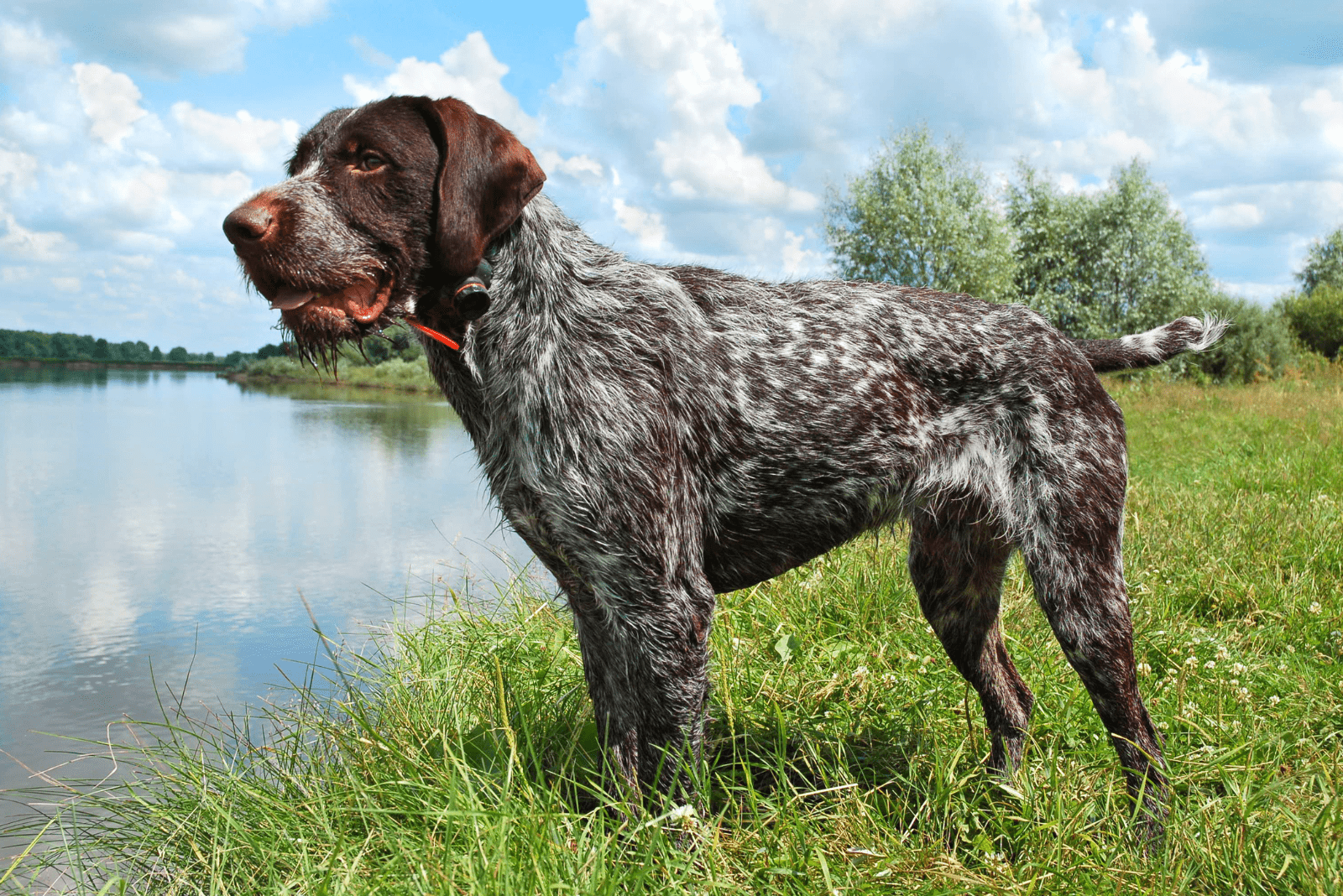 German Wirehaired Pointer standing by the lake