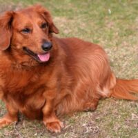 golden dachshund mix dog