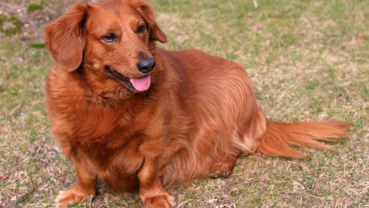 Golden Retriever Dachshund Mix: Hybrid With A Heart Of Gold