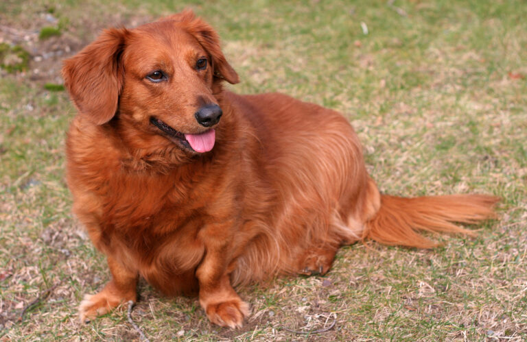 golden dachshund mix dog