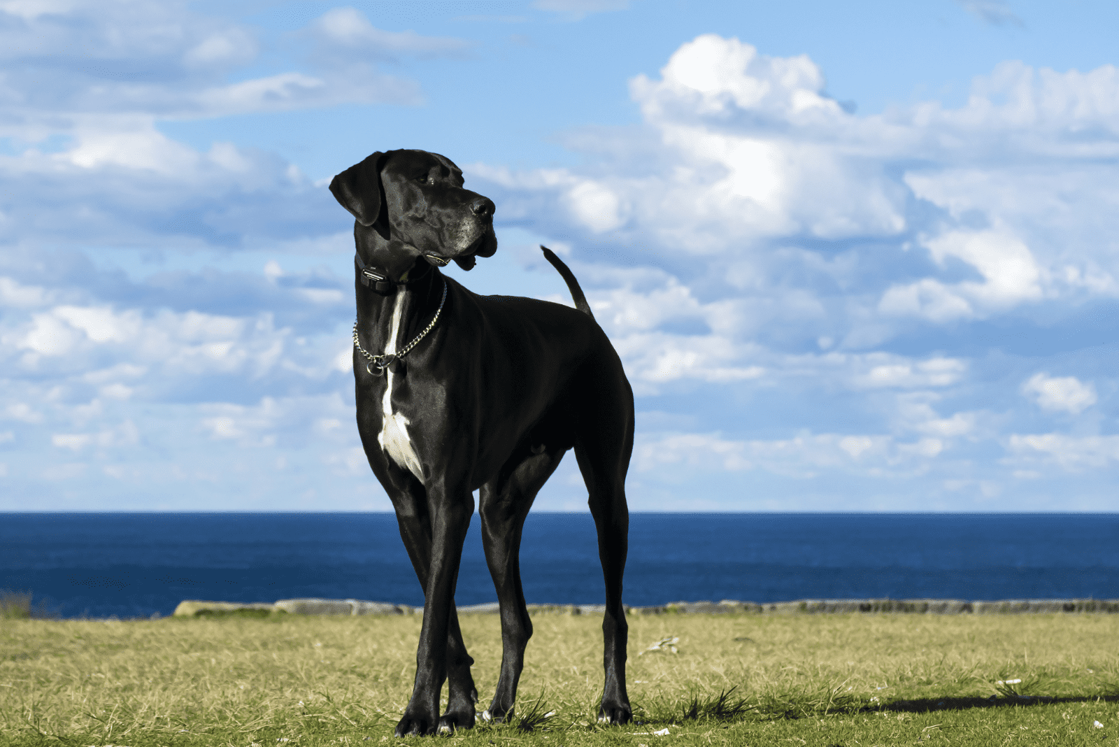 Great Dane stands in a field and looks away