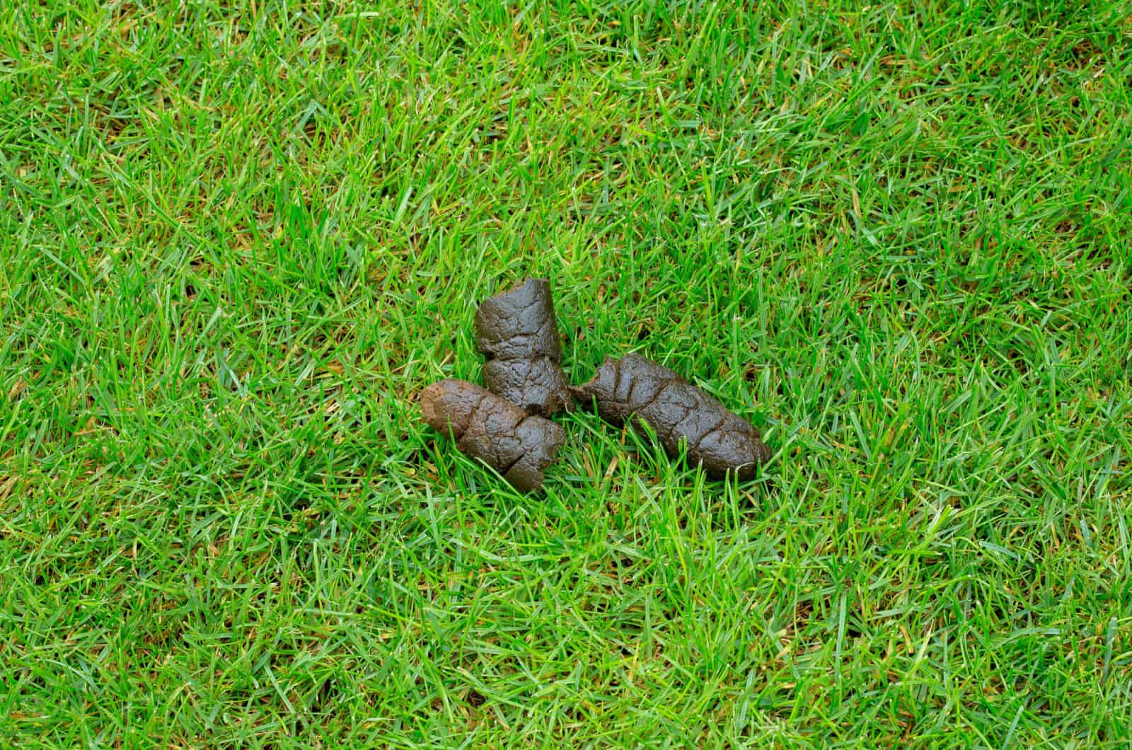 Green Dog Poop