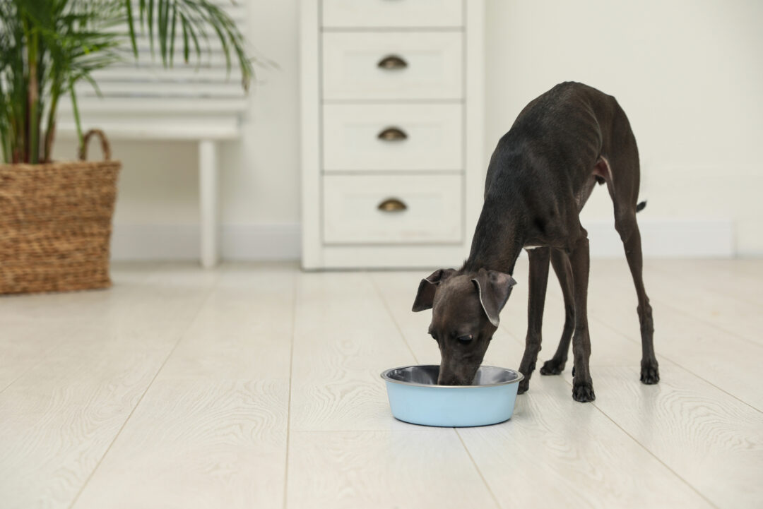 Kindfull Dog Food Review A Guide To An Affordable Pet Food