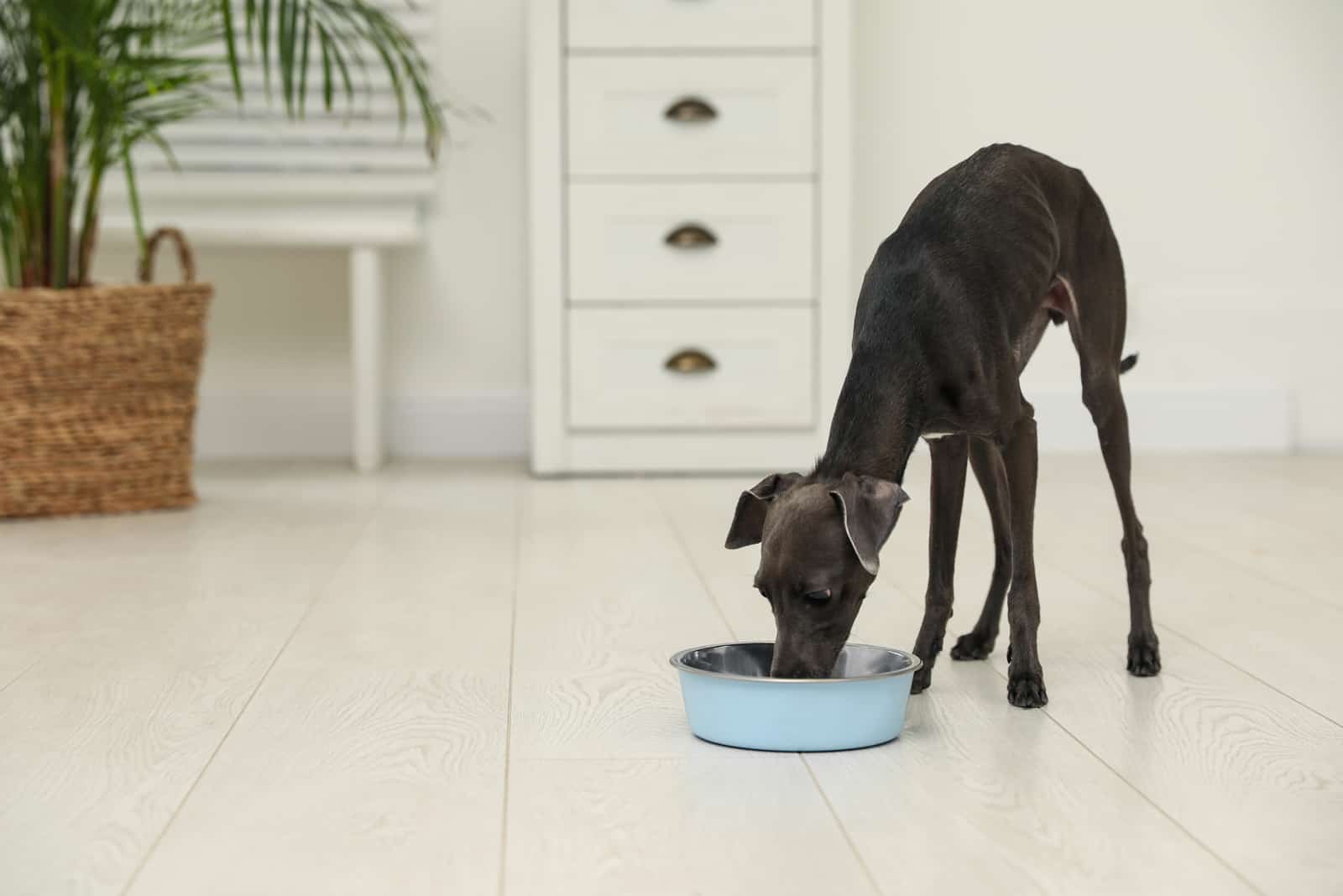 Greyhound eating food