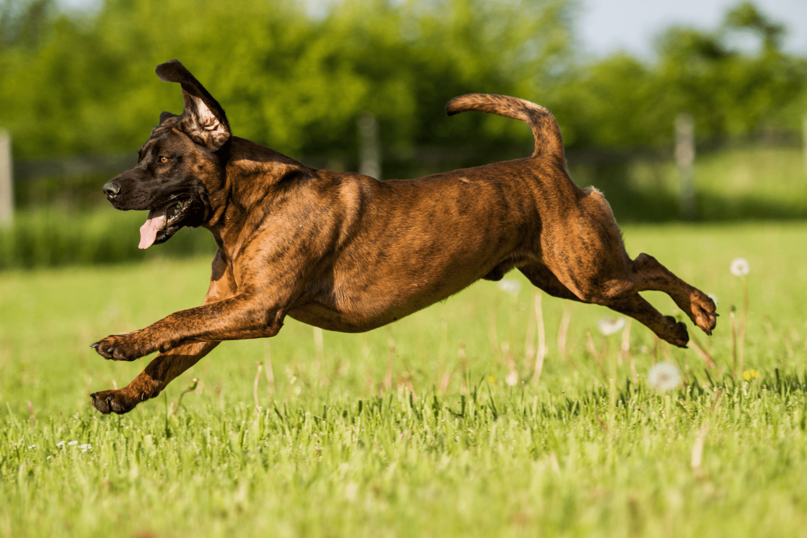 Hanoverian Scenthound runs across the field