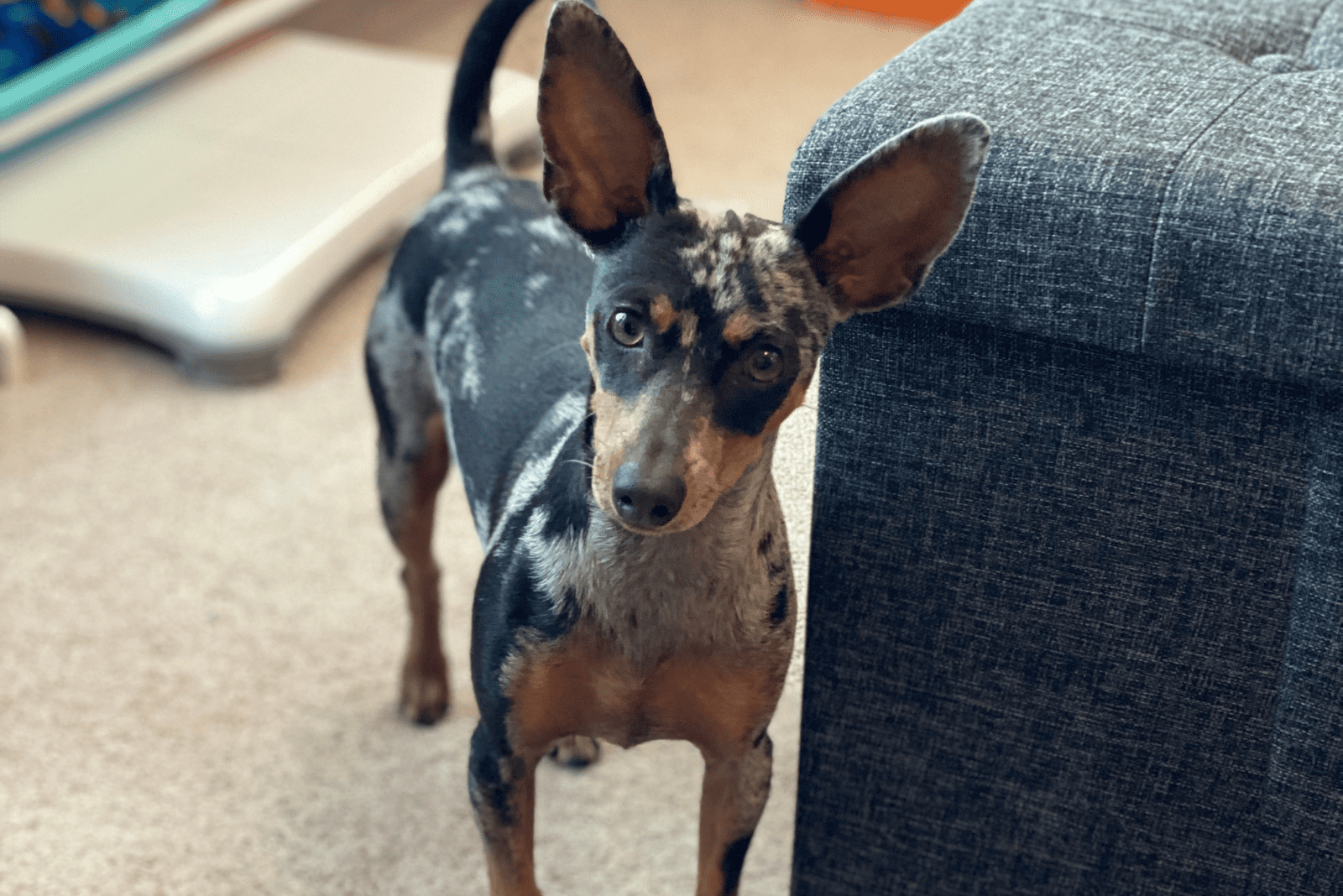 Harlequin Pinscher is standing and looking at the camera