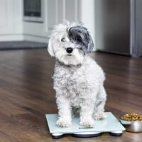 cute poodle dog on weigh scales
