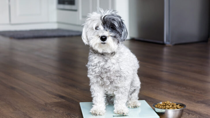 How Heavy Should My Dog Be? A Guide To A Fit & Healthy Pup