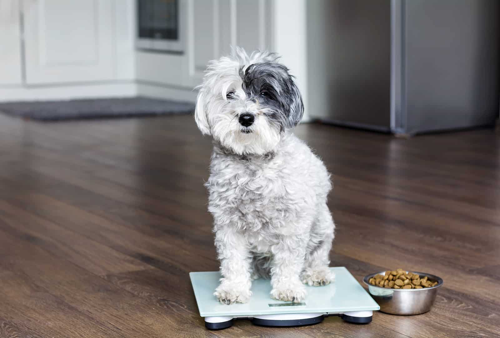 cute poodle dog on weigh scales