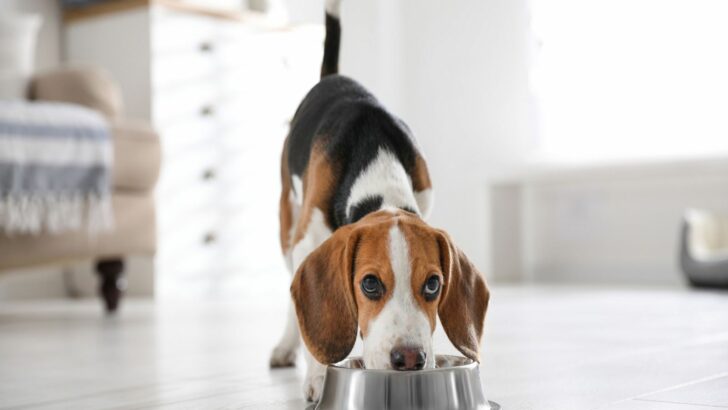 beagle eating from the bowl