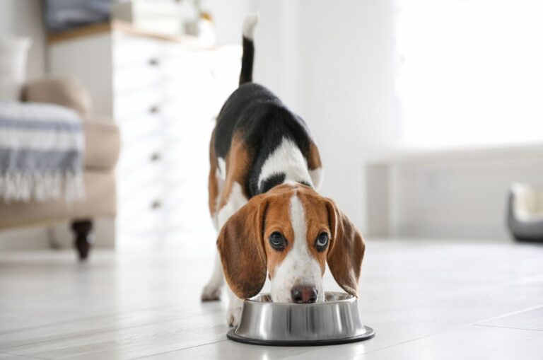 beagle eating from the bowl