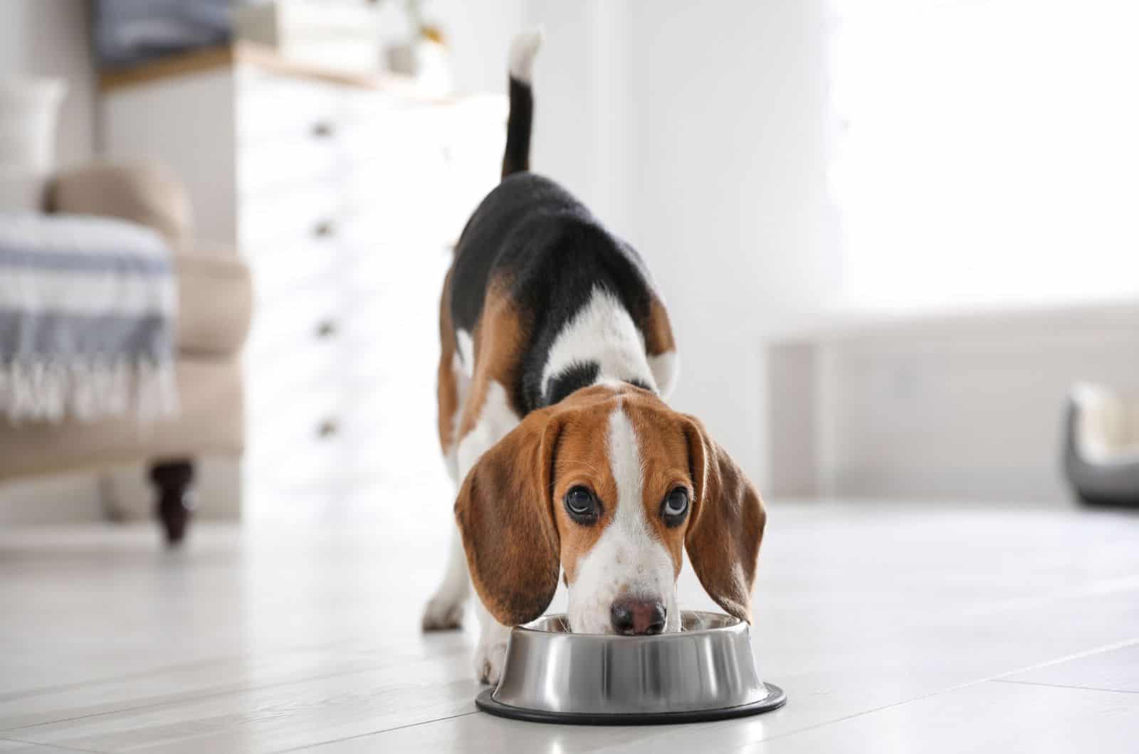 How Long Does It Take For A Dog To Gain Weight?