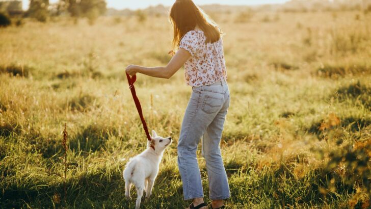 How Often Do You Walk Your Dog? Learn The Desirable Frequency