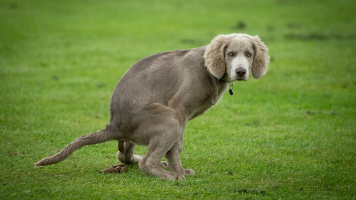 How To Make A Dog Poop Instantly: 7 Handy Tips