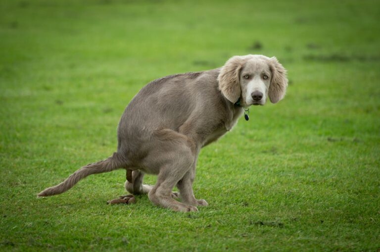 How To Make A Dog Poop Instantly 7 Handy Tips