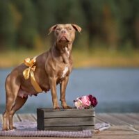 Pregnant dog standing outside