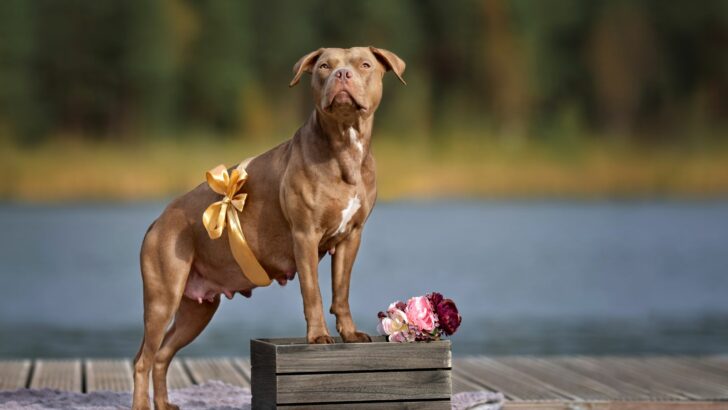 How To Tell If Your Dog Is Pregnant? 14 Signs