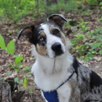 blue heeler husky mix dog in the forest