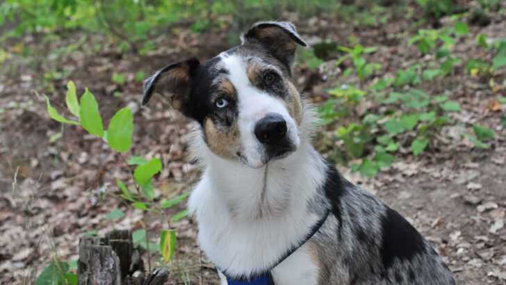 Introducing You To The Blue Heeler Husky Mix: The Ausky Guide