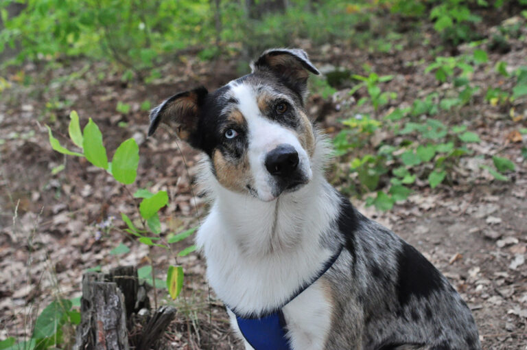 blue heeler husky mix dog in the forest