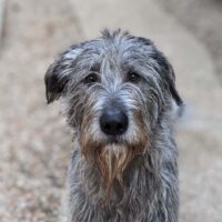 Irish Wolfhound Poodle Mix dog looking at camera