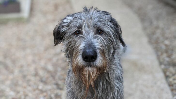 Irish Wolfhound Poodle Mix: A Wolfy Doodle You Will Love