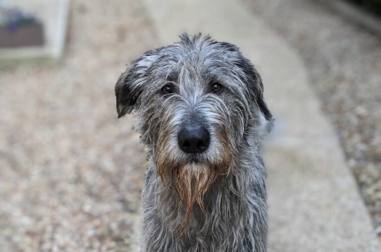 Irish Wolfhound Poodle Mix dog looking at camera