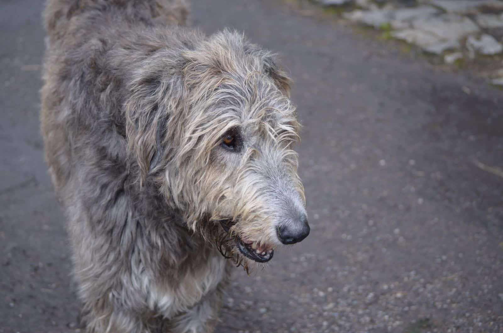 Irish Wolfhound Poodle Mix dog looking away