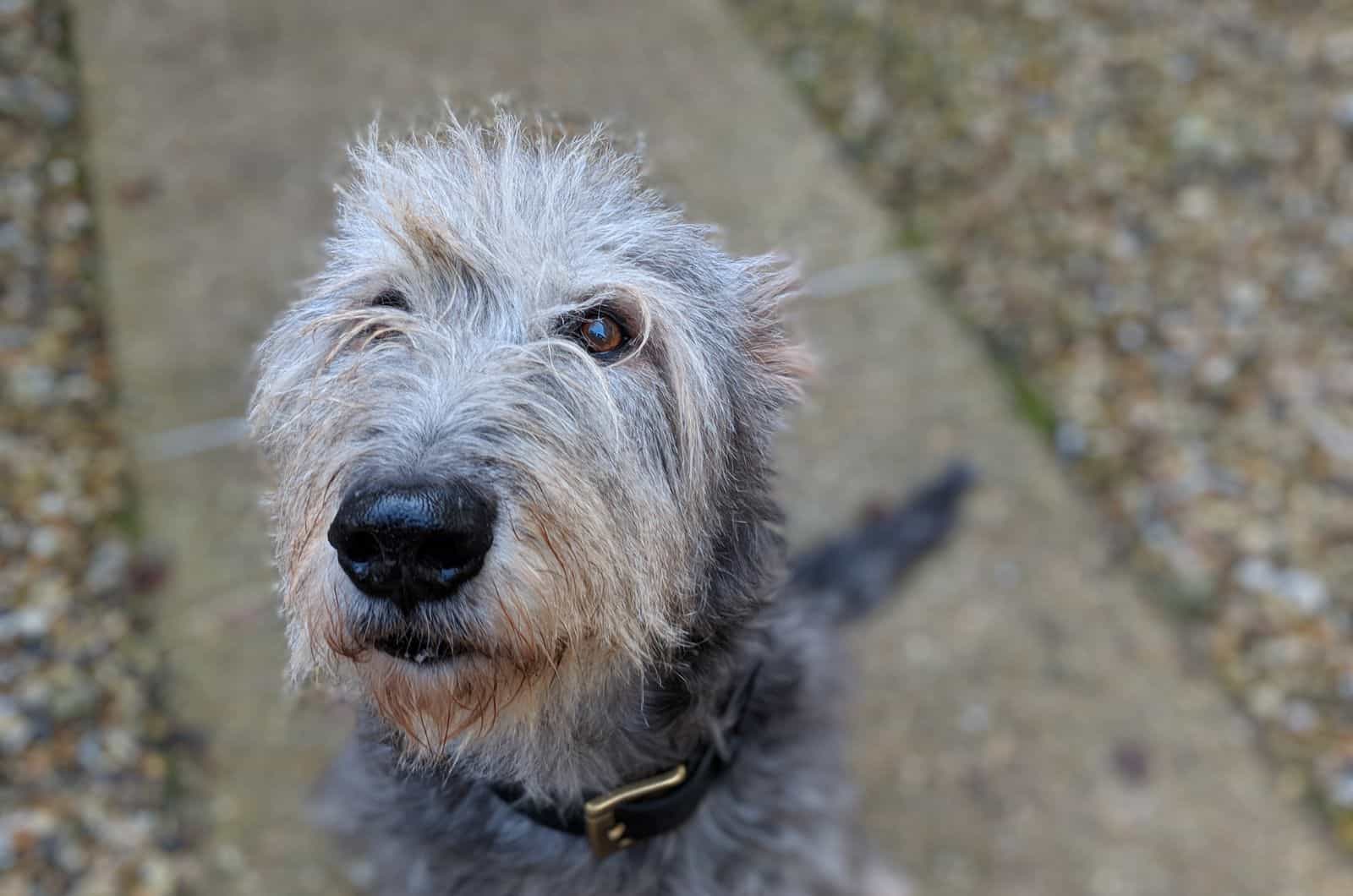 Irish Wolfhound Poodle Mix dog looking up