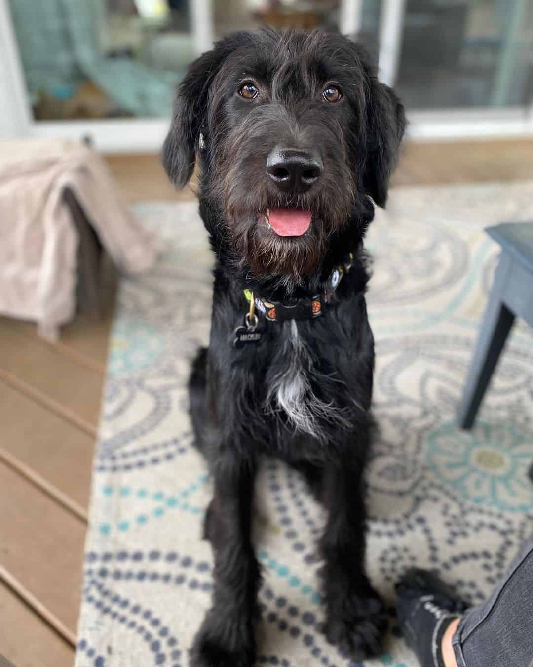 Irish Wolfhound Poodle Mix dog