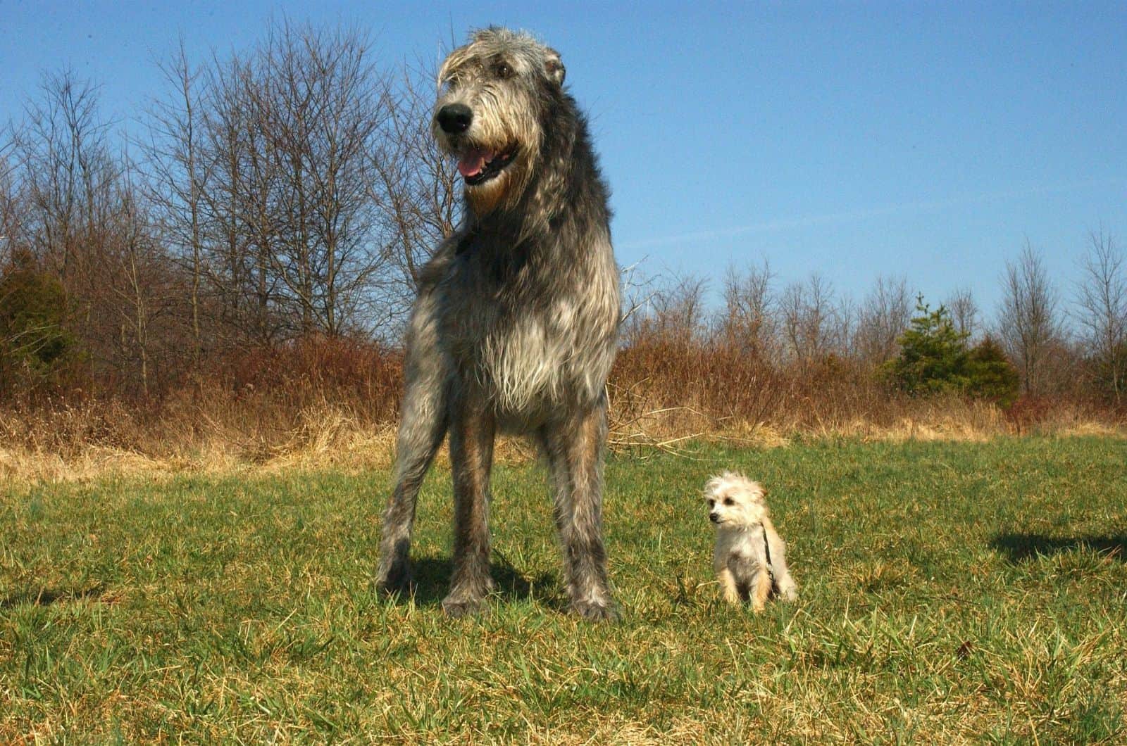 Irish Wolfhound and Poodle stading outside