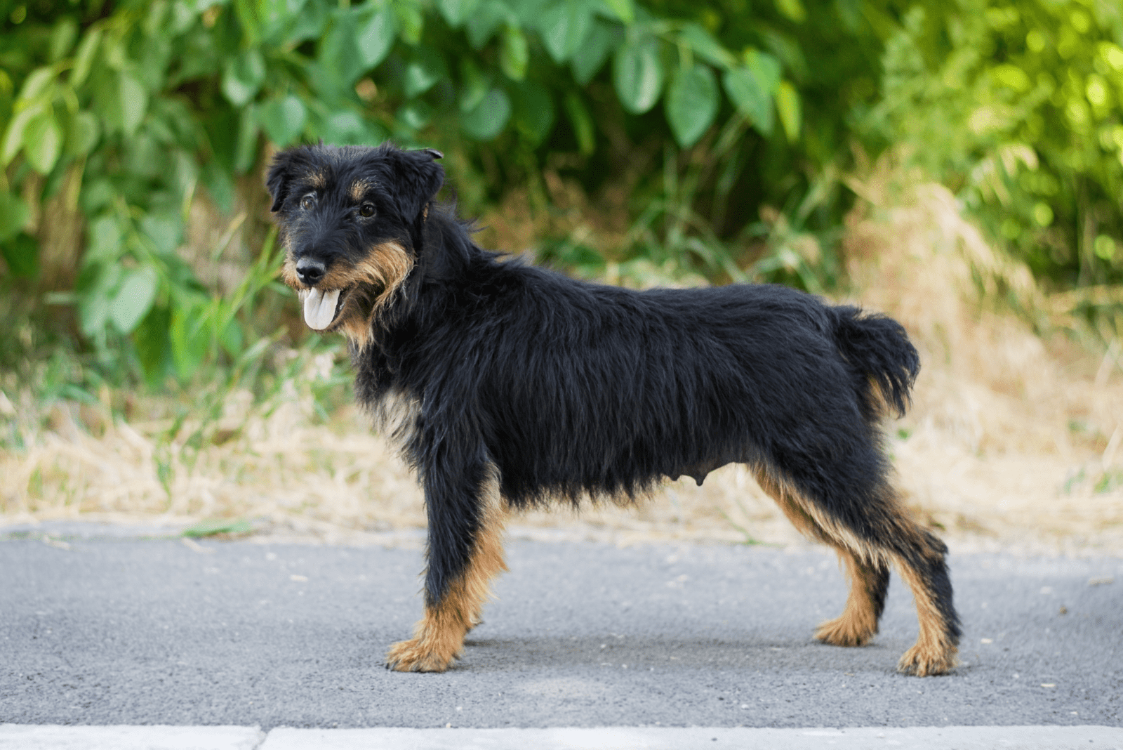 Jagdterrier is standing on the street