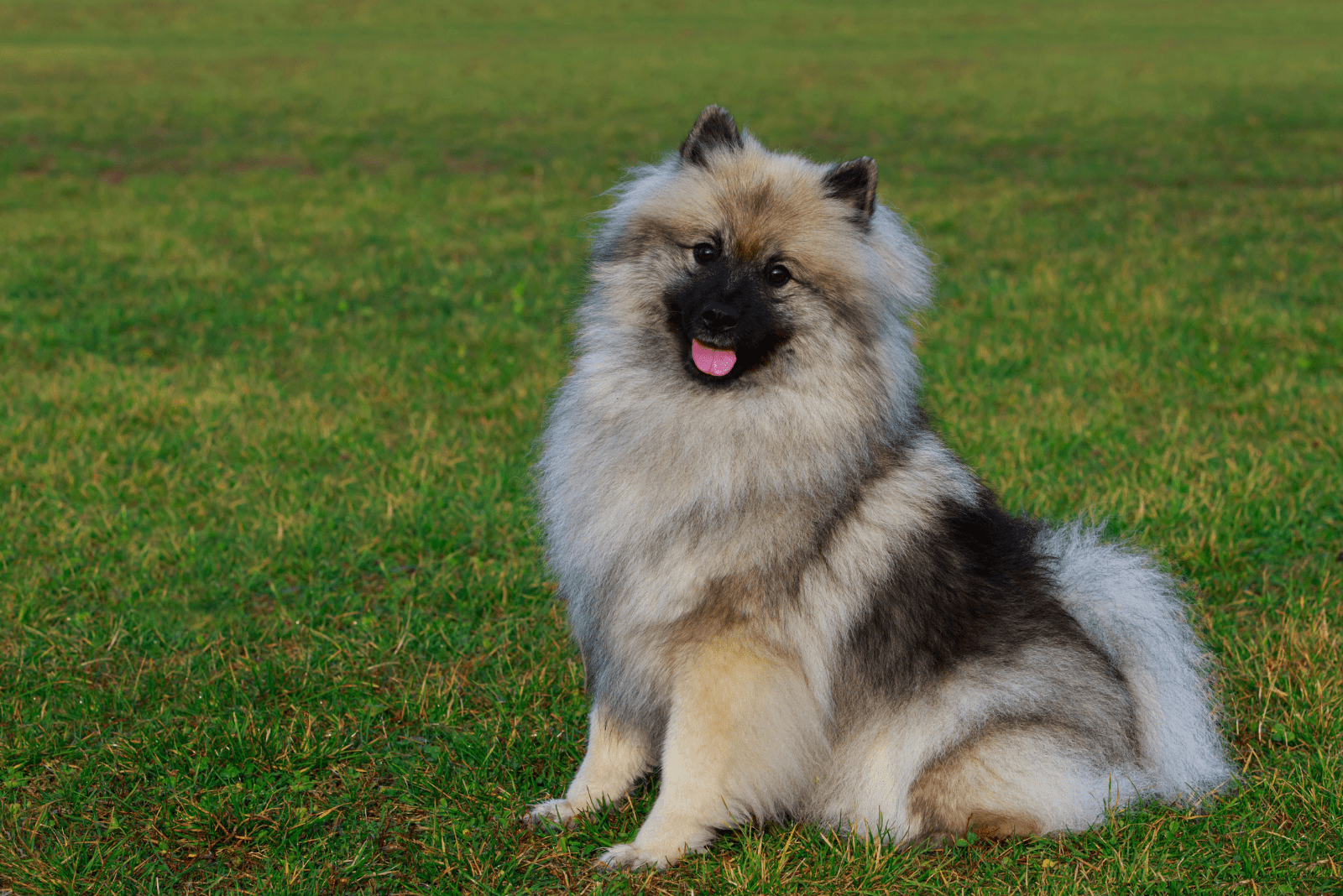 Keeshond is sitting in the meadow