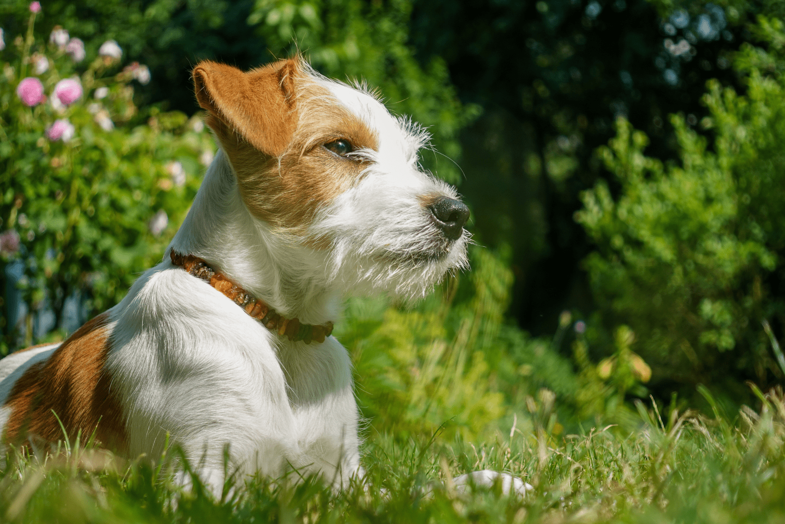 are kromfohrlanders intelligent dogs