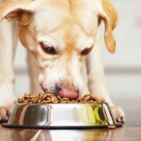 labrador eating food