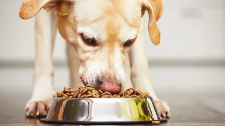 how much food do you feed a lab puppy