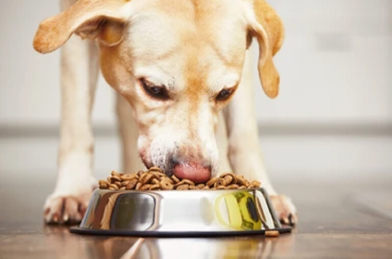 labrador eating food