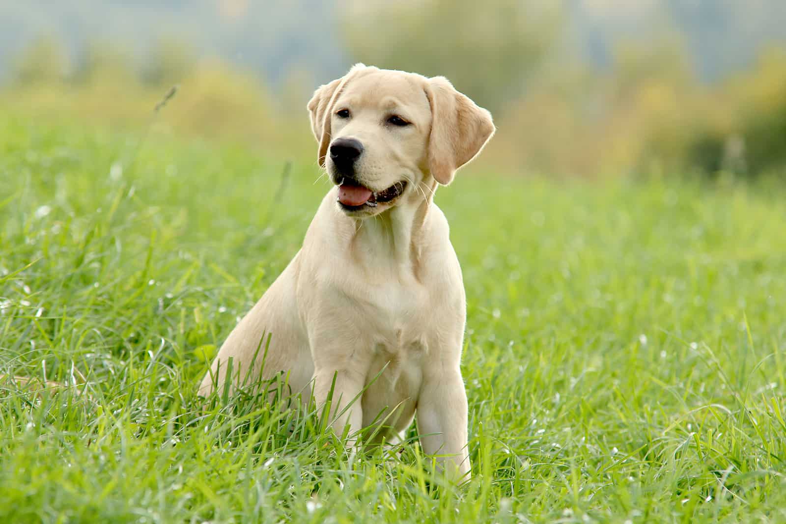 labrador retriever sitting in the grass