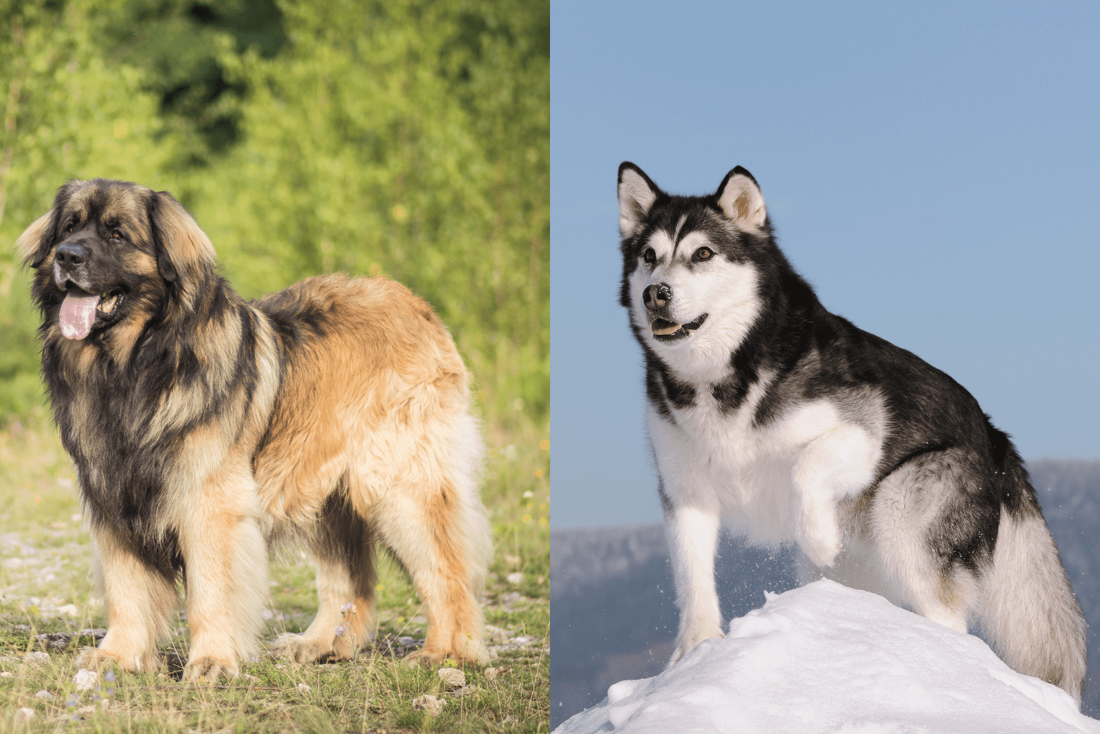 Leonberger and Alaskan Malamute