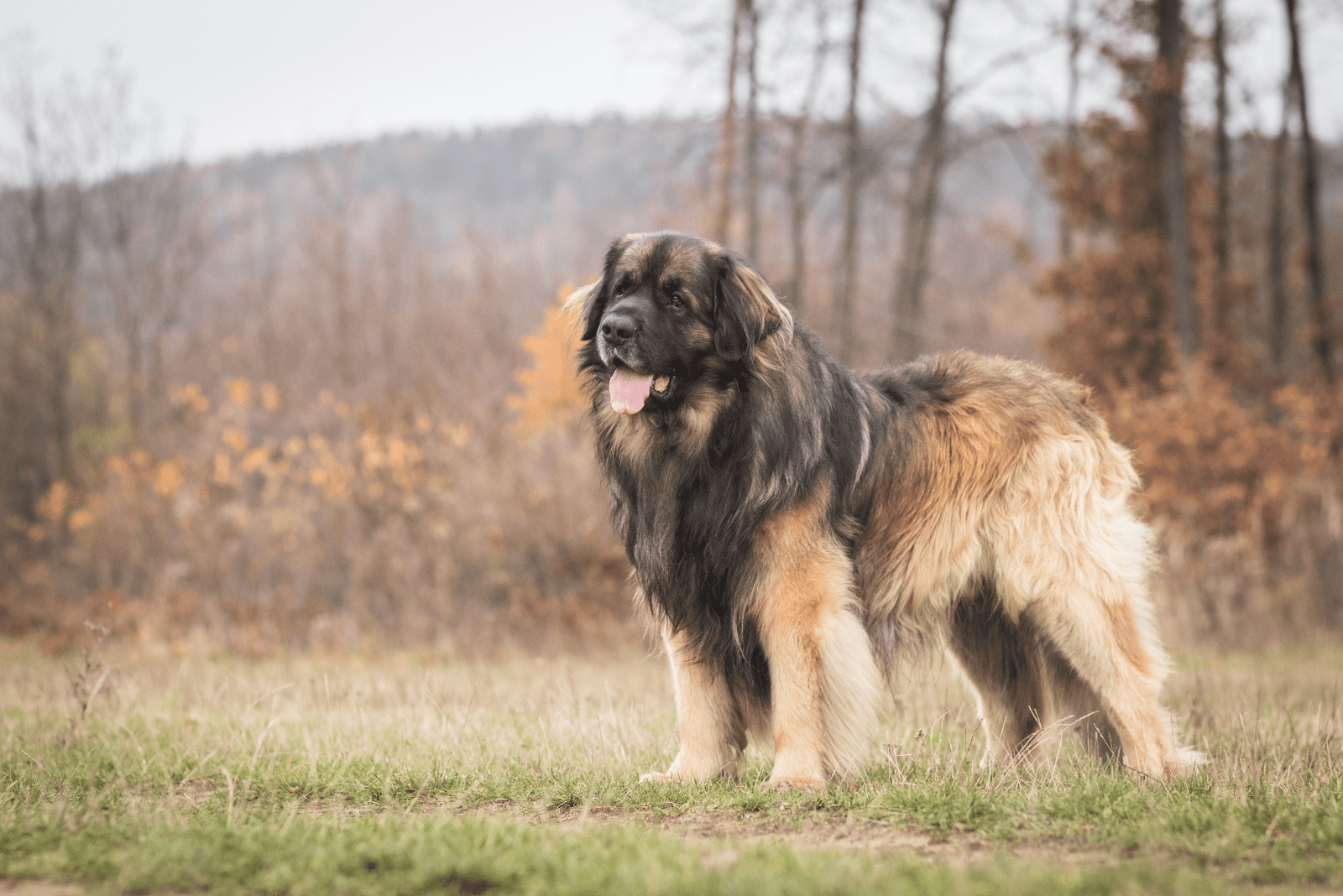 Leonberger is standing in the meadow