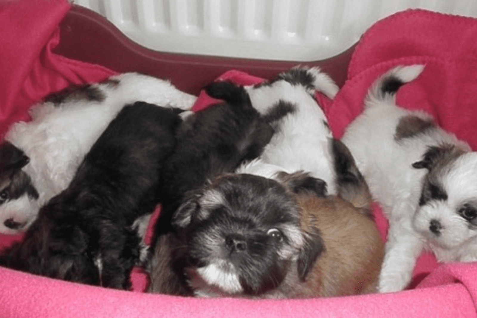 Lhasa Apso puppies lying on the couch
