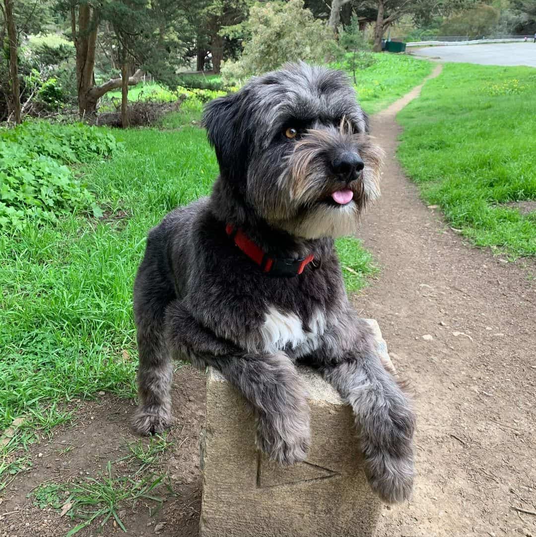 Malamoodle leaning on a rock