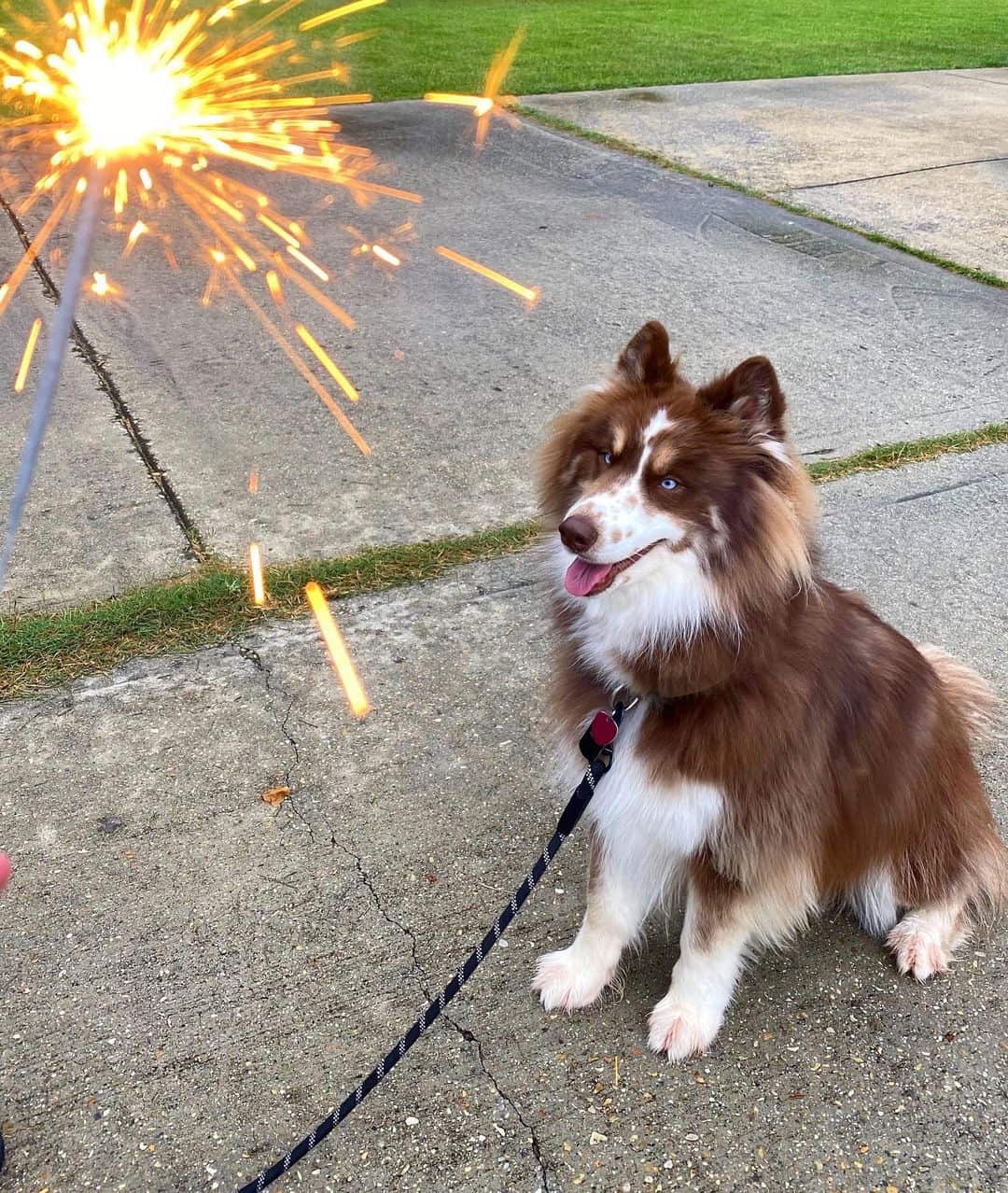 Malamute Collie sits and looks at the sprinkler