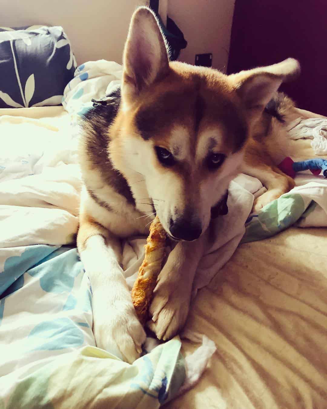 Malamute Mastiff is lying on the couch and eating a treat