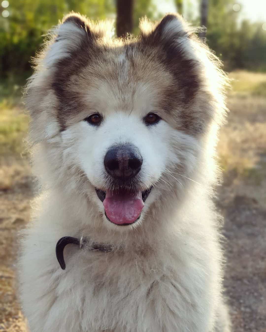 Malamute Samoyed